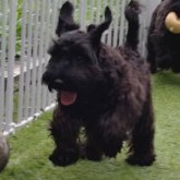 ミニチュアシュナウザー