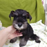 ミニチュアシュナウザー