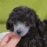 トイプードル(ティーカップ)