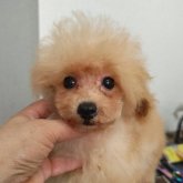 トイプードル(ティーカップ)
