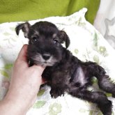 ミニチュアシュナウザー