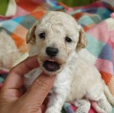 トイプードル(タイニー)