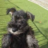 ミニチュアシュナウザー