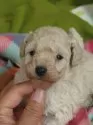 タイニープードル【千葉県・女の子・2025年11月15日・クリーム】の写真7