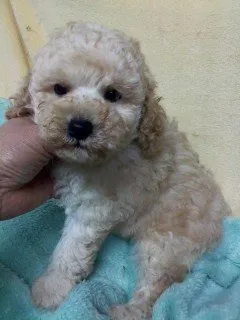 ID：1505-01164の子犬