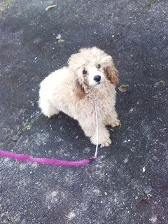 ID：1610-00173の子犬