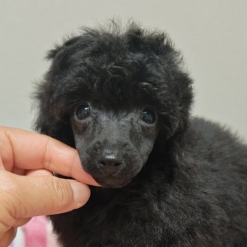 トイプードル(タイニー)【千葉県・女の子・2024年2月3日・ブラック】の写真「小顔でマズルも長くなく色々なカットが似合いますよ!」