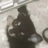 チワワ(ロング)