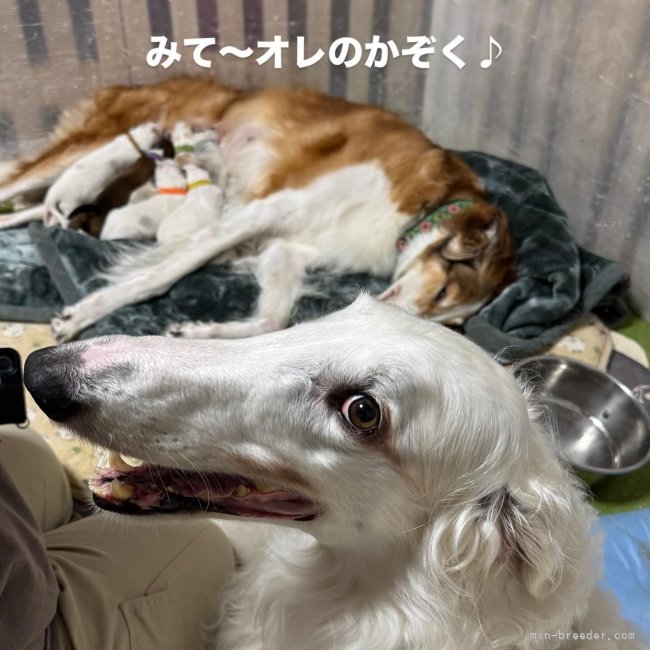 安部啓子ブリーダーのブログ：リオン父さんの自慢💕