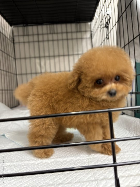 安部啓子ブリーダーのブログ：Tカップサイズちゃん