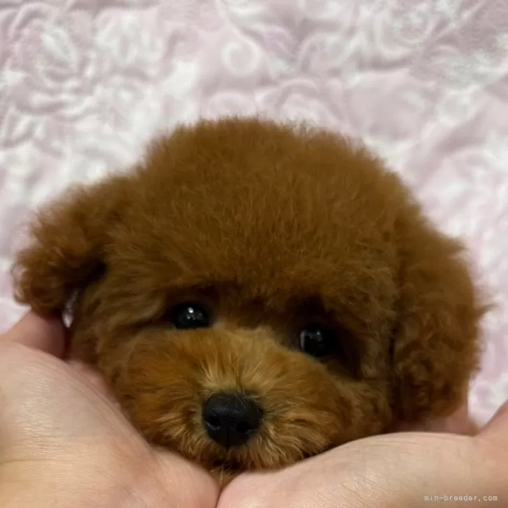 ID:2410-04782の子犬