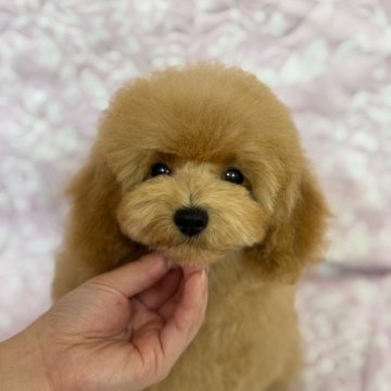 トイプードル(タイニー)【岡山県・男の子・2024年7月25日・オレンジフォーン】の写真「人懐っこい男の子♪毛量抜群！色々なカットが楽しめま」
