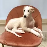 ボルゾイ