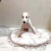 ボルゾイ