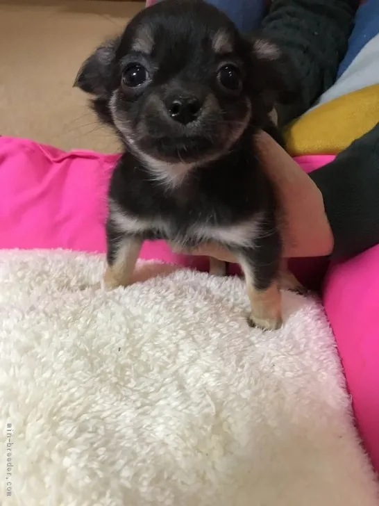 ID：1711-00194の子犬