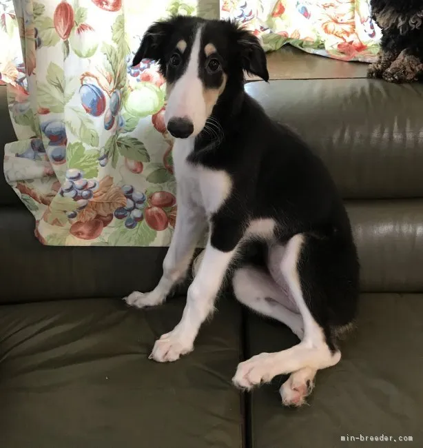 ID:1807-03028の子犬