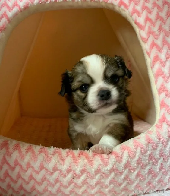 ID：2011-00592の子犬