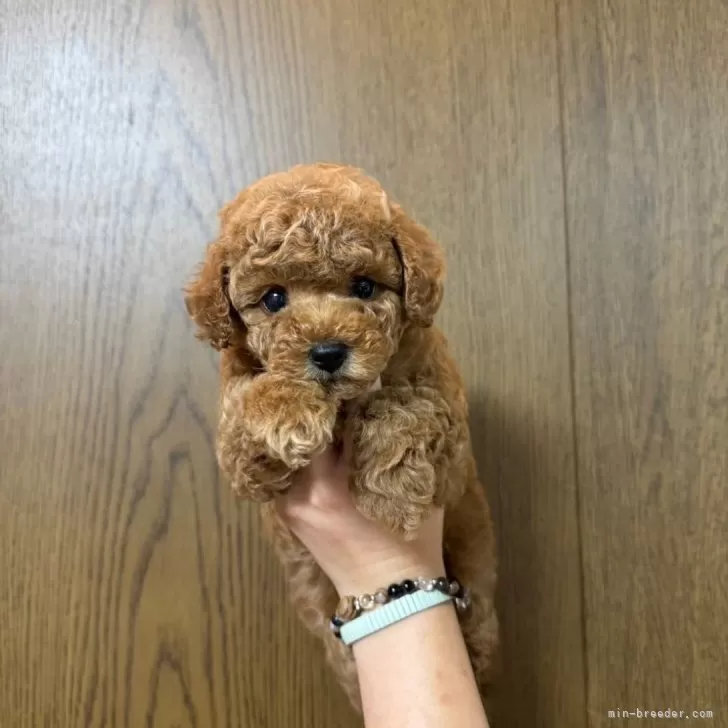 ID:2409-03455の子犬
