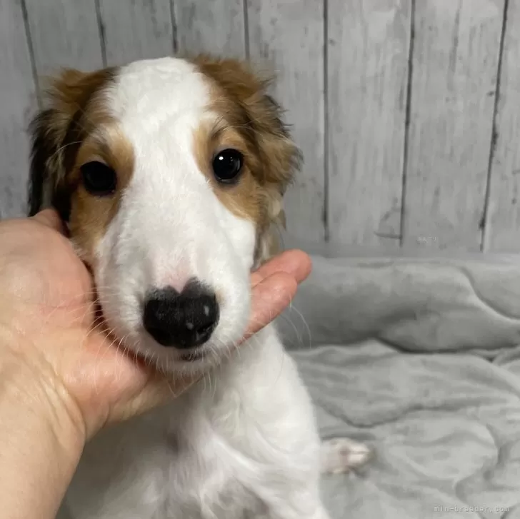 ID:2408-02139の子犬
