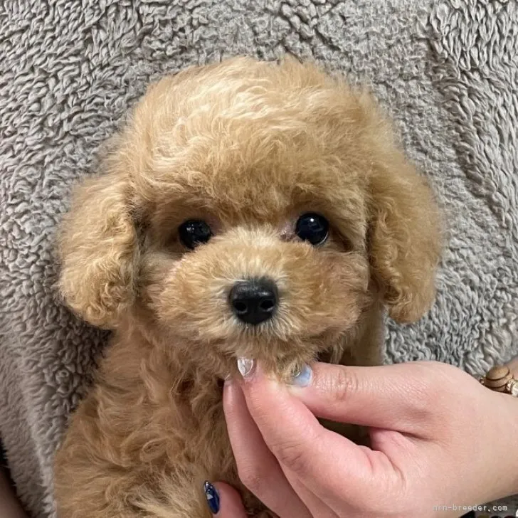 K.K 様のお迎えした子犬