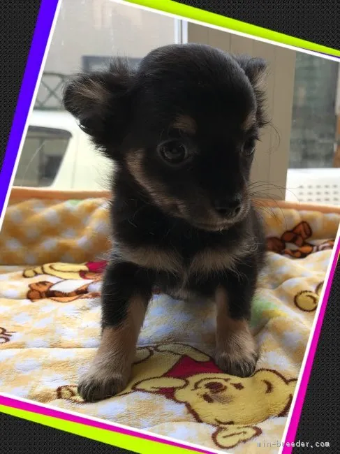 ID：1711-00960の子犬