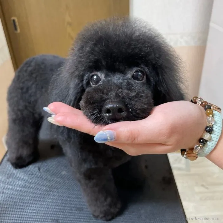 ID:2304-04051の子犬