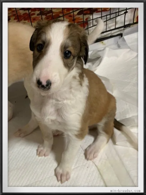 ID：2105-02567の子犬