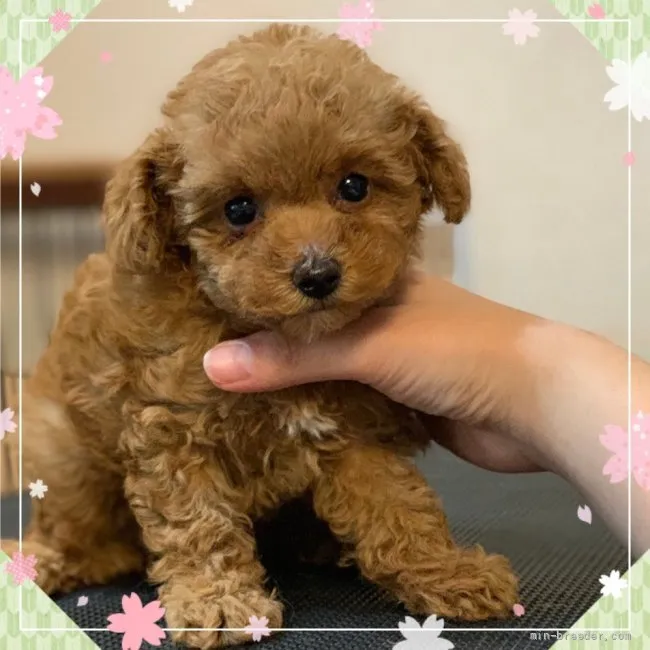 ID：2107-02660の子犬