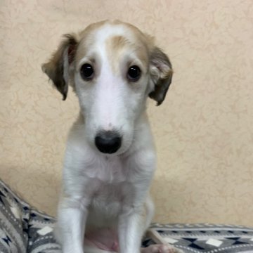 ボルゾイ【岡山県・男の子・2021年11月16日・クリームセーブル】の写真「大きく美しいボルゾイ！」