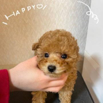 トイプードル(タイニー)【岡山県・女の子・2022年11月30日・アプリコット】の写真「小ぶりなサイズです！」