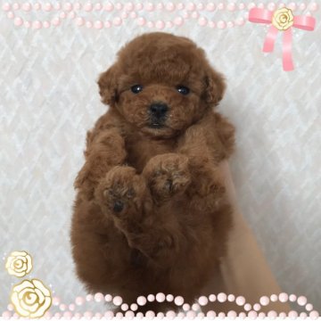 トイプードル(ティーカップ)【岡山県・女の子・2018年1月4日・レッド】の写真「とても穏やかでおとなしい子です♬」