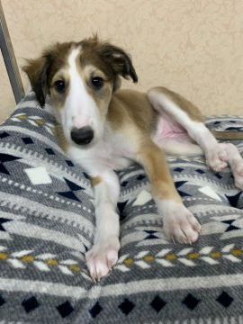 ボルゾイ【岡山県・女の子・2021年11月16日・レッド&ホワイト】の写真「コロナ応援特典ご用意しています！」