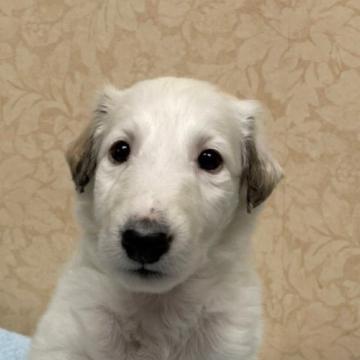 ボルゾイ【岡山県・女の子・2022年9月12日・ホワイト&レモン】の写真「チャンピオン犬多数の良血統！ホワイトが美しい」