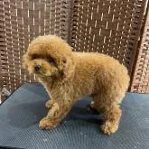 タイニープードル【岡山県・女の子・2022年9月12日・レッド】の写真3「12月5日撮影」