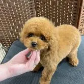 タイニープードル【岡山県・女の子・2022年9月12日・レッド】の写真4「毛色はもう少し赤い色です。」