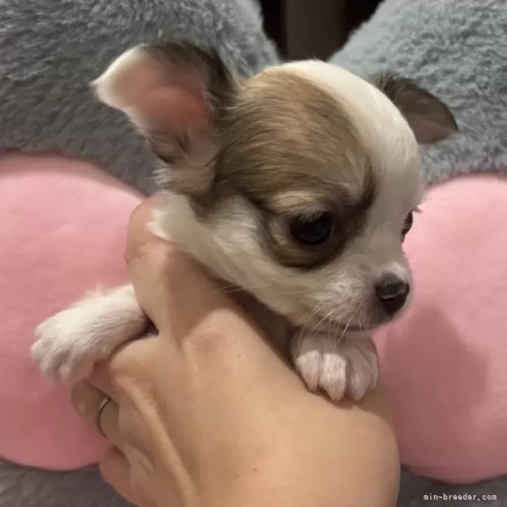 左兵衛督 様のお迎えした子犬