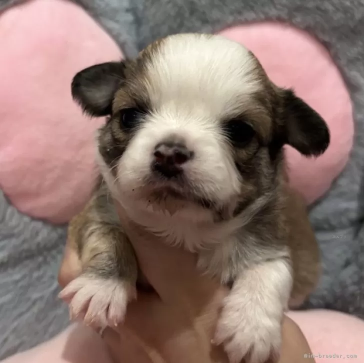 チワワ(ロング)【東京都・男の子・2025年10月17日・フォーン&amp;ホワイト】の写真1