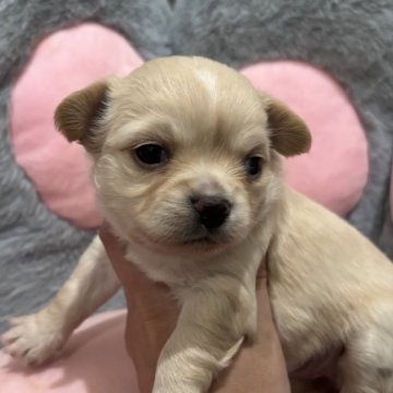 チワワ(ロング)【東京都・女の子・2025年10月17日・クリーム&ホワイト】の写真「ムチムチベビーちゃん」