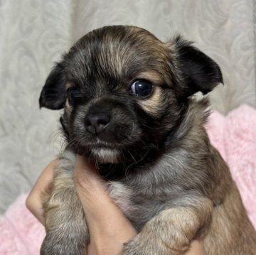 チワワ(ロング)【東京都・女の子・2025年10月27日・レッド&ホワイト】の写真「元気に成長中！」