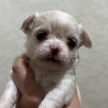 チワワ(ロング)【東京都・女の子・2025年10月17日・ホワイト&クリーム】の写真「ムチムチベビーちゃん」