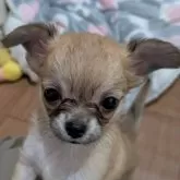 チワワ(ロング)