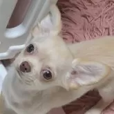 チワワ(ロング)
