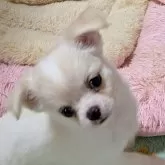 チワワ(ロング)