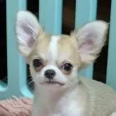 チワワ(ロング)