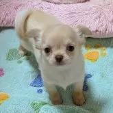 チワワ(ロング)