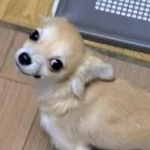 チワワ(ロング)