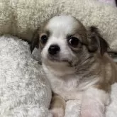 チワワ(ロング)