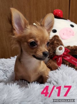 チワワ(ロング)【東京都・女の子・2019年12月11日・フォーン】の写真「アップルヘッドの美人さん」