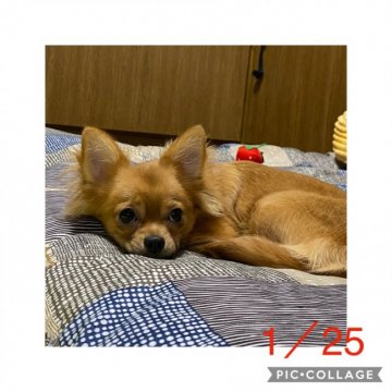 チワワ(ロング)【東京都・女の子・2019年6月13日・レッド】の写真「人懐こい遊び好きな女の子！」