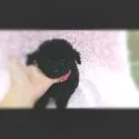 トイプードル(トイ)【大阪府・女の子・2014年8月13日・ブラック】の写真4